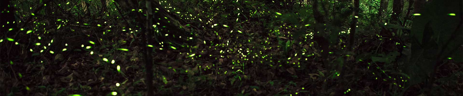 Fireflies